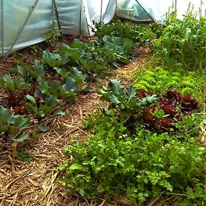 Arambha Ecovillage Farmstay Tabua (Madeira)